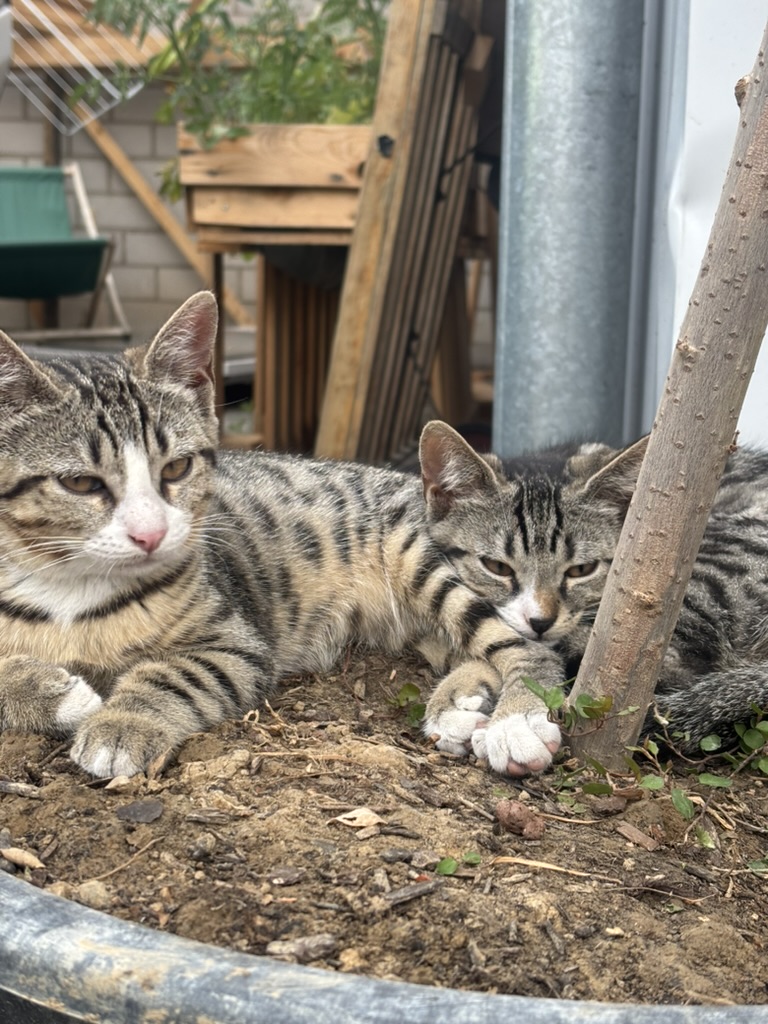 Die beiden Katzen liegen entspannt in einem Pflanzkübel