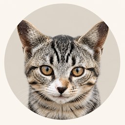 Katze schaut aufmerksam