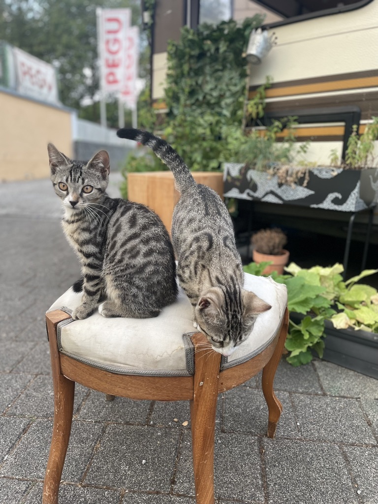 Taco und Annabell auf einem alten Polsterhocker im Hof des Mühlhofs